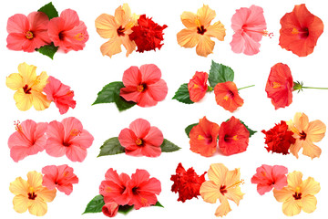 Collection of colored hibiscus flowers with leaves isolated on w
