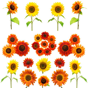 Sunflowers collection on the white background. Yellow and red fl