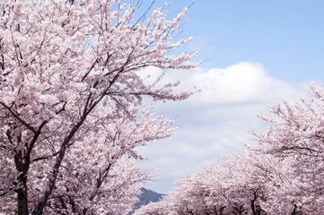 Photo sur Aluminium Fleur de cerisier 桜