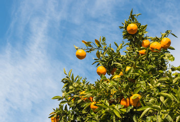 ripe oranges on orange tree against blue sky