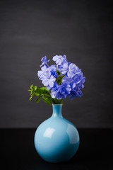 Blue plumbago flowers in vase