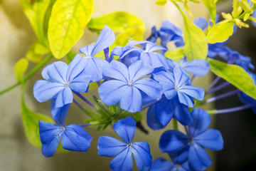 Fototapeta na wymiar Blue plumbago flowers in in garden (Cape Leadwort or Plumbago au