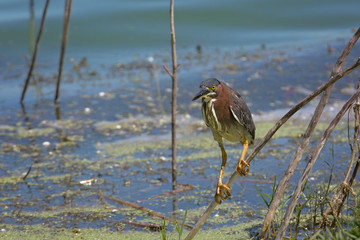 Green heron perched on limb