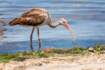 Immature white ibis