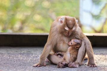 Brown mother monkey with her cute baby in nature of Thailand
