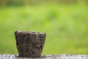 Dead young plant in dry soil on green blur. Environment concept