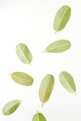 green leaves on white background. flat lay.