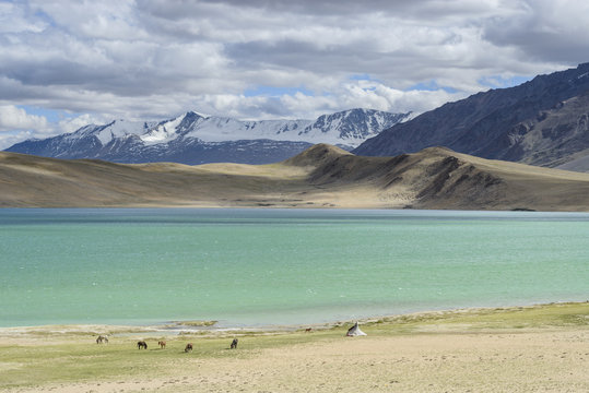 Horses and nomad tents on the shores of Tso Thadsang Karu, Ladakh