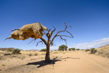 A particularly large social weaver bird nest growing in a dead acacia tree, NamibRand, Namib Desert, Namibia 