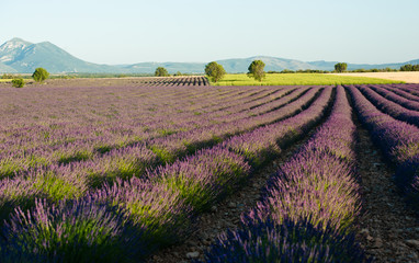 Lavender field  in Valensole, France in summer