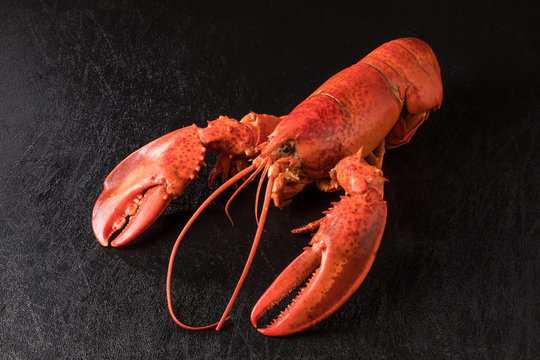 最高級ロブスター　 High-quality lobster