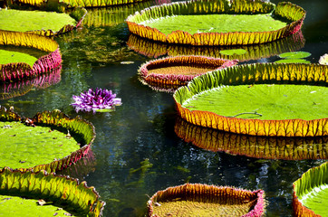 Giant water lilies (Victoria Amazonica) in Pamplemousses garden, Mauritius