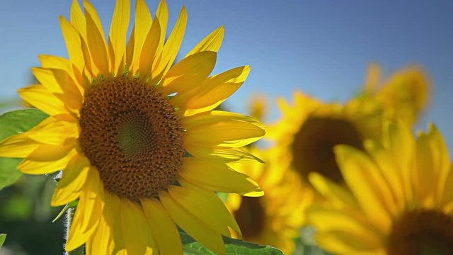  Footage of sunflowers on a clear day 