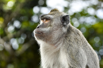 Macaque monkey (macaca fascicularis) in close up Mauritius