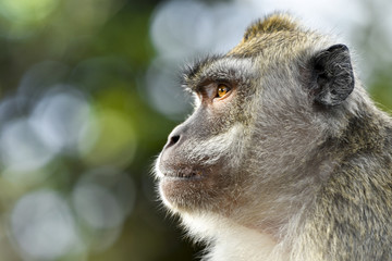 Macaque monkey (macaca fascicularis) in close up Mauritius