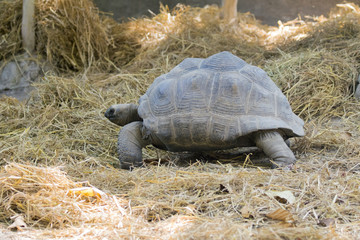 Image of a turtle on the ground. (Geochelone sulcata)