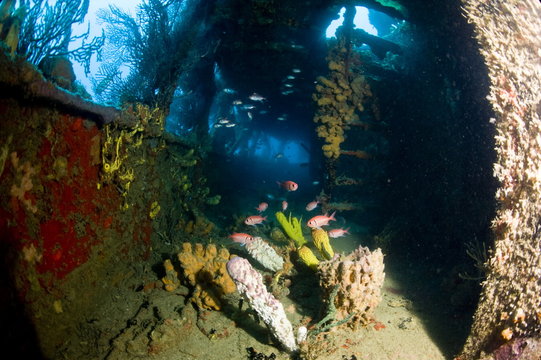 Coral growth inside the wreck of the Lesleen M freighter, sunk as an artificial reef in 1985 in Anse Cochon Bay, St. Lucia
