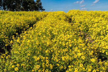 Field of Chrysanthemum