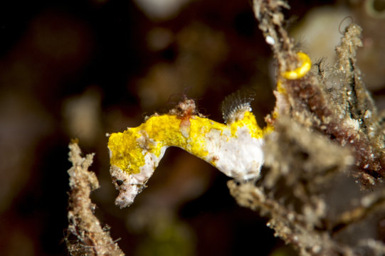 Pygmy seahorse (Hippocampus colemani), Sulawesi, Indonesia