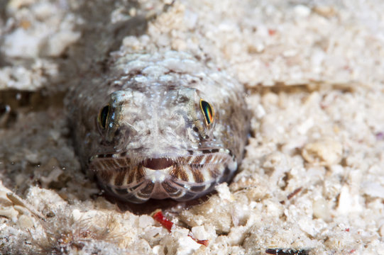 Clearfin lizardfish (Synodus dermatogenys), Sulawesi, Indonesia