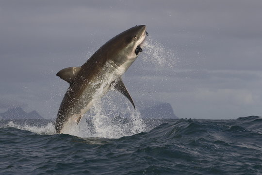 Great white shark (Carcharodon carcharias), Seal Island, False Bay, Simonstown, Western Cape