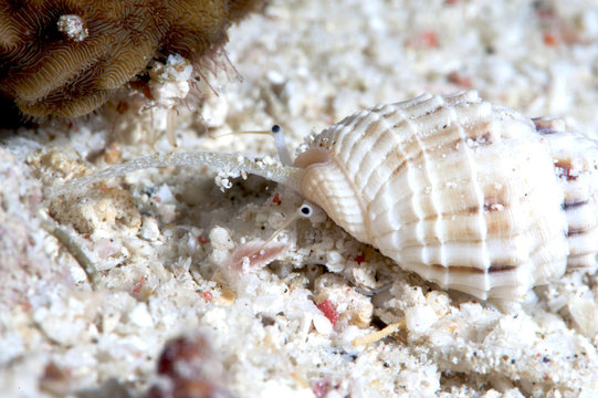 Dog welk (Nassarius papillosus), Sulawesi, Indonesia