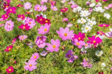 Obraz na płótnie Canvas Cosmos flower in Hitachi Park