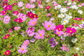 Fototapeta premium Cosmos flower in Hitachi Park