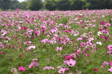 Cosmos flowers in the garden