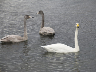 北海道ヌッキベツ川の白鳥