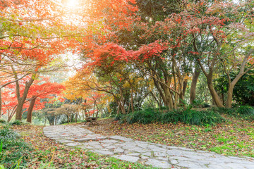 Naklejka premium Autumn landscape in the park