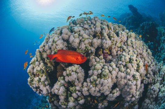 Common bigeye (Priacanthus hamrur), sheltering next to coral reef, Ras Mohammed National Park, Red Sea, Egypt