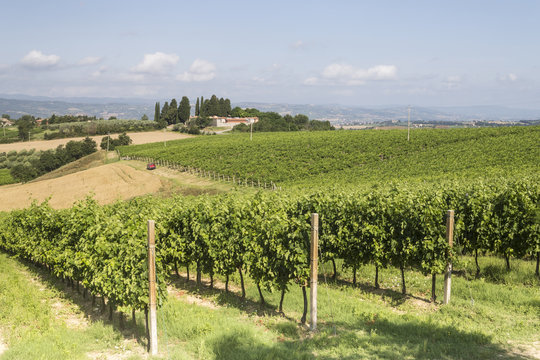 Vineyards near to Todi, Umbria