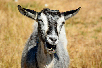 Goat chews grass and smiling