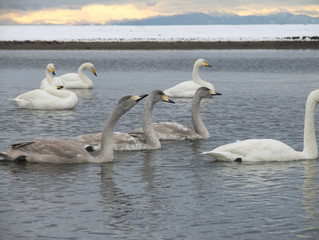 北海道ヌッキベツ川の白鳥