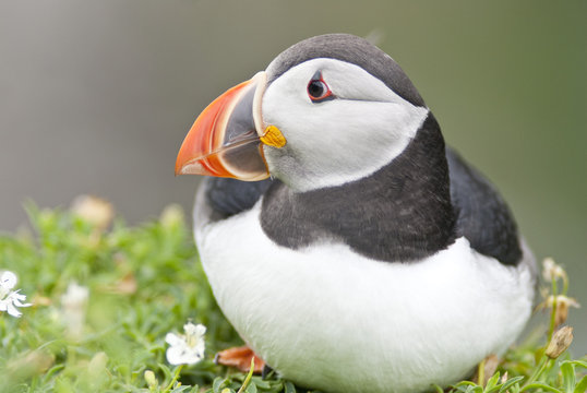 Atlantic Puffin (Fratercula arctica), Lunga, Inner Hebrides, Scotland