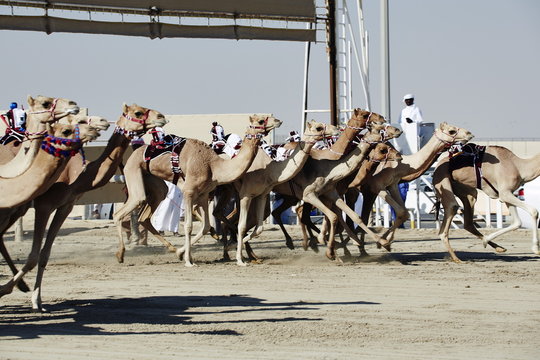 Camel racing at Al Shahaniya race track, 20km outside Doha, Qatar