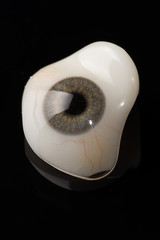 Glass eye prosthetic or Ocular prosthesis on black