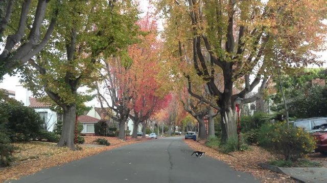 HD Video driving down street, tall Liquid amber, commonly called sweetgum tree, or American Sweet gum, lining the older neighborhood. cat runs across the road, Christmas decorations up.