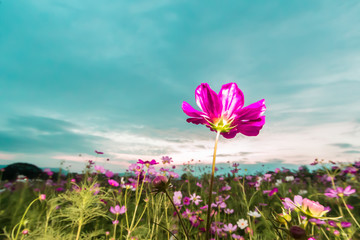 Pink cosmos on field in twilight