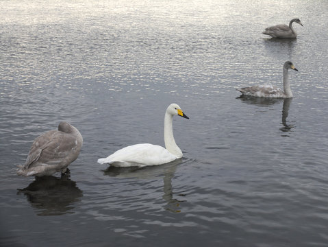 北海道ヌッキベツ川の白鳥
