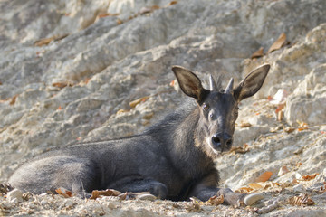 Image of chamois on the rocks. Wild Animals.