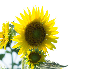 Sunflowers on a white sky