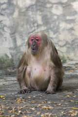 Naklejka premium Image of a monkey on nature background.. Wild Animals. (Stump-ta