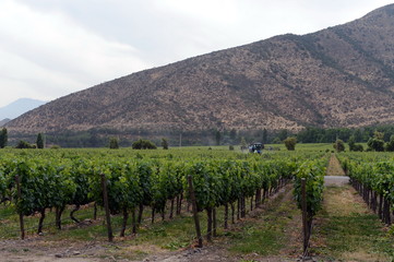 Fototapeta premium Vineyard Chilean winery Santa Rita.