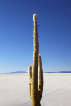 Isla del Pescado, Phaspani, Salar de Uyuni, Bolivia