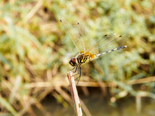 Yellow black dragon fly on wood