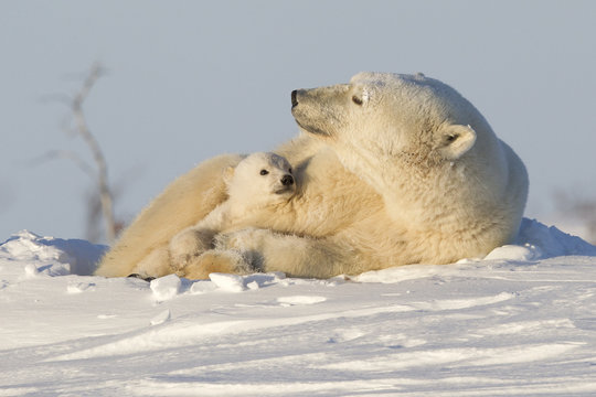 Polar bear (Ursus maritimus) and cub, Wapusk National Park, Churchill, Hudson Bay, Manitoba, Canada 