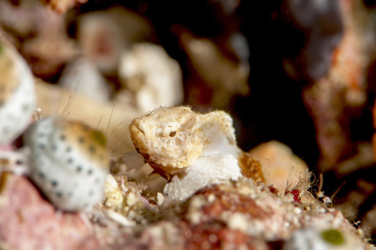 Baby devil scorpionfish (Scorpaenopsis diabolus), Sulawesi, Indonesia