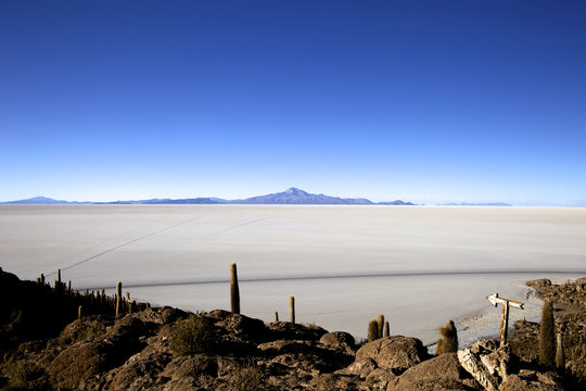 Cacti on Isla de los Pescadores, Volcan Tunupa and the salt flats, Salar de Uyuni, Southwest Highlands, Bolivia